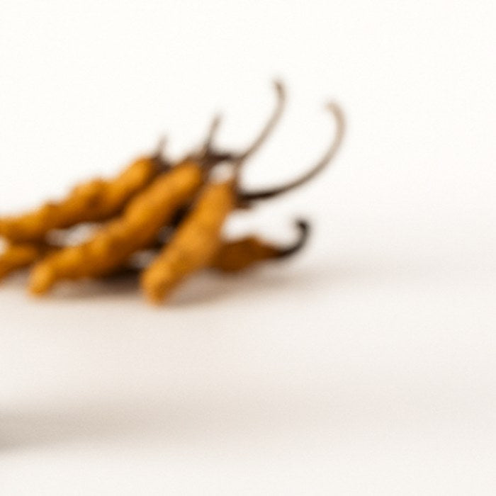 Cordyceps